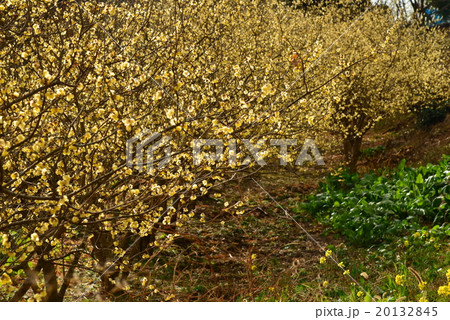 ロウバイの花 20132845