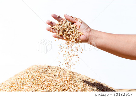 hand hold paddy rice on the white background hand hold paddy rice on the white background 20132917