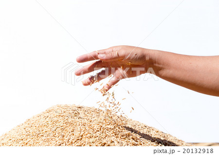 hand hold paddy  rice on the white background 20132918