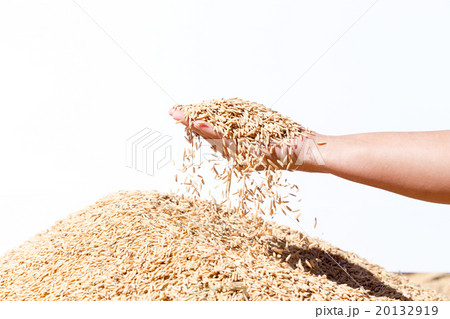 hand hold paddy  rice on the white background 20132919