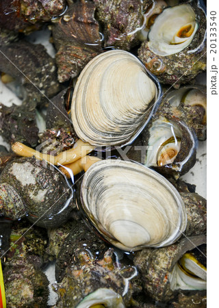 アサリとサザエ 20133540