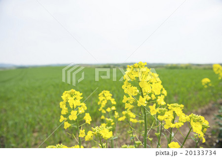 菜の花 菜の花 20133734