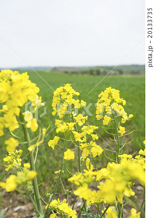 菜の花 菜の花 20133735
