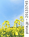菜の花（空バック） 20133745