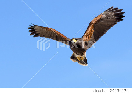 Harris Hawk in flight 20134174
