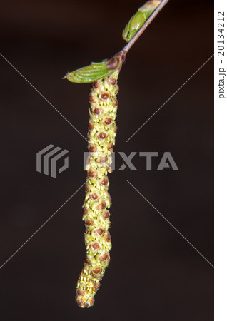 Spring Birch catkins 20134212