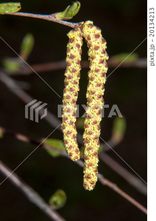 Spring Birch catkins 20134213