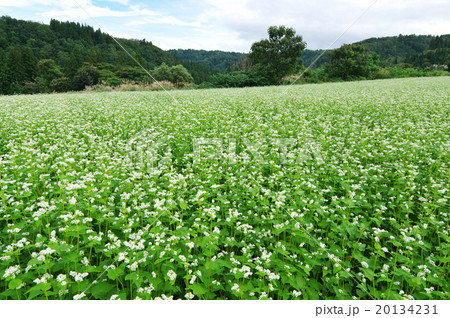 長野県栄村小滝の蕎麦畑 長野県栄村小滝の蕎麦畑 20134231
