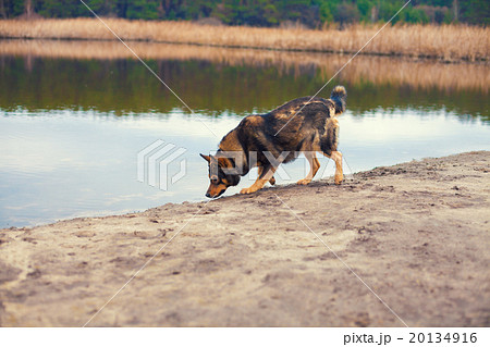 Dog walking on the river bank in autumn Dog walking on the river bank in autumn 20134916