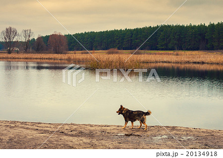 Dog walking on the river bank in autumn 20134918