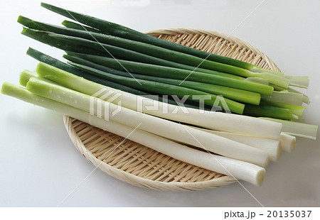 深谷ネギ 深谷ネギ 20135037