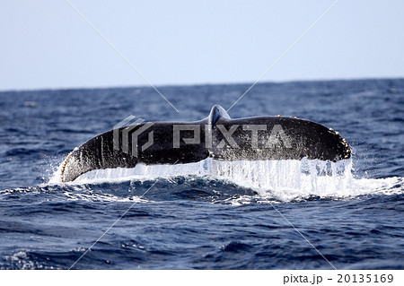 ザトウクジラの尾びれ 20135169