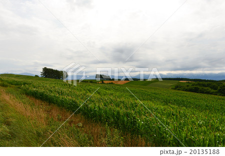 北海道　美瑛周辺 20135188