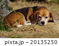 ビーグル 20135250