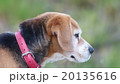 ビーグル 20135616