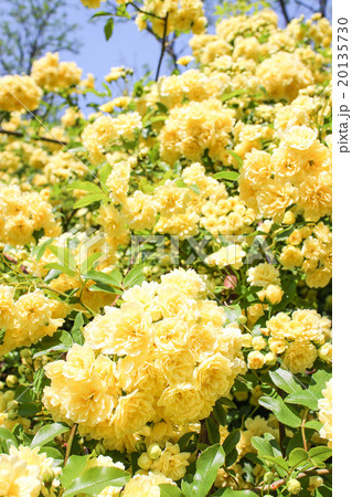 モッコウバラ 20135730