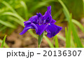 菖蒲の花 20136307