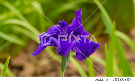 菖蒲の花 菖蒲の花 20136307