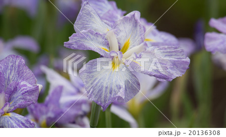 菖蒲の花 菖蒲の花 20136308