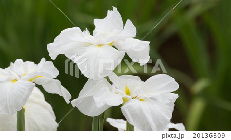 菖蒲の花 20136309