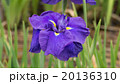 菖蒲の花 20136310
