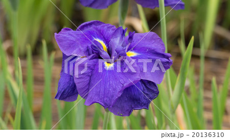 菖蒲の花 20136310