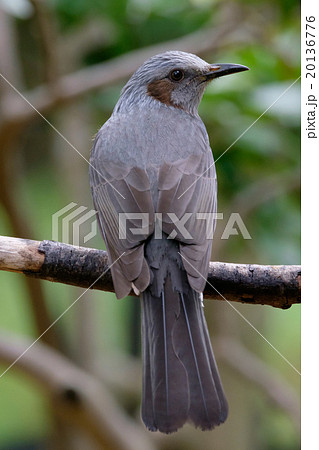 ヒヨドリ 20136776