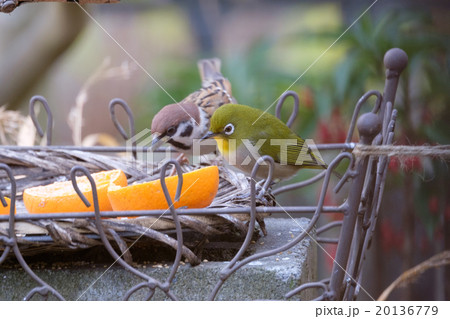 メジロとスズメ 20136779