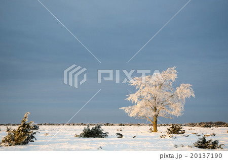 Alone frosty tree in a plain landscape Alone frosty tree in a plain landscape 20137190