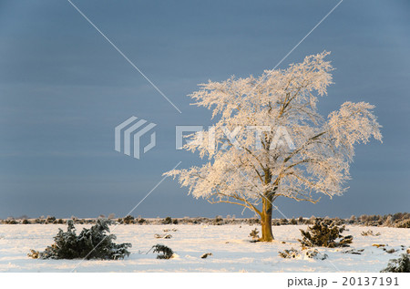 Big solitude elm tree in a winter landscape 20137191