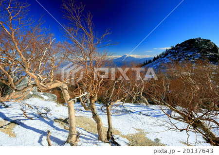 鳳凰三山・薬師岳付近のダケカンバと富士山 20137643
