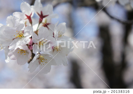 桜 20138316