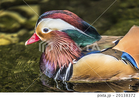 Beautiful male Mandarin Duck (Aix galericulata) 20138372