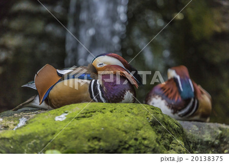 Beautiful male Mandarin Duck (Aix galericulata) Beautiful male Mandarin Duck (Aix galericulata) 20138375