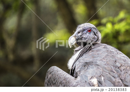 A portrait of a vulture in nature. 20138383
