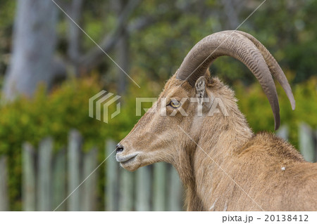 West caucasian tur goat 20138412