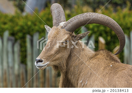 West caucasian tur goat 20138413