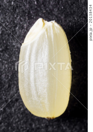 玄米の顕微鏡写真 玄米の顕微鏡写真 20138434