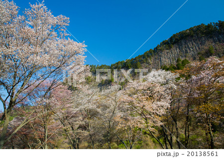 山桜満開の屏風岩公苑の柱状節理 山桜満開の屏風岩公苑の柱状節理 20138561
