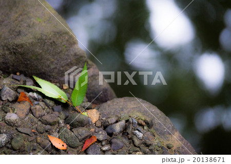 風景（4）　緑 20138671