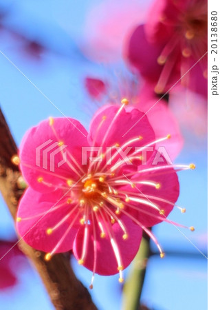 梅　紅千鳥 20138680