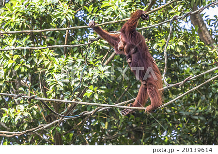 Orangutan in the jungle of Borneo Indonesia. 20139614