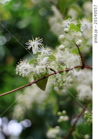 ピタンガの花 ピタンガの花 20140057