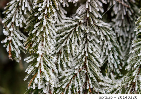 Snow-covered fir branches Snow-covered fir branches 20140320