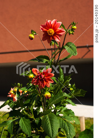 bright red flowers on summer day 20140390