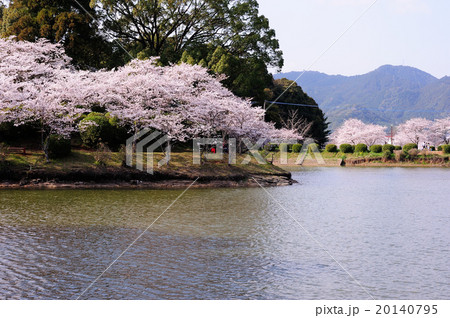 甘木公園の桜 20140795