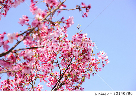 甘木公園の桜 甘木公園の桜 20140796