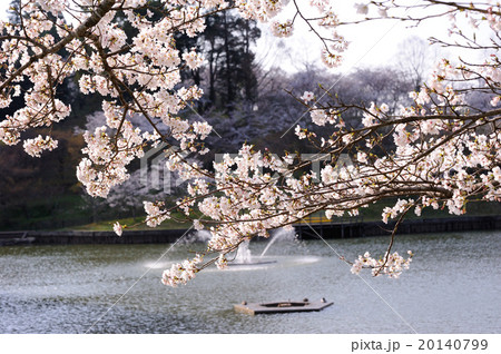甘木公園の桜の写真素材