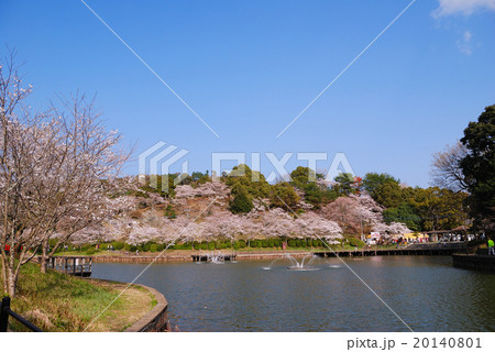 甘木公園の桜 甘木公園の桜 20140801