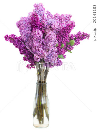 Lilac flowers on white Lilac flowers on white 20141103